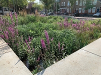 Urban waterbuffer Sparta stadion