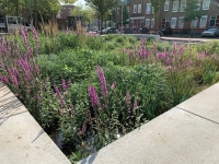 Urban waterbuffer Sparta stadion Urban waterbuffer Sparta stadion